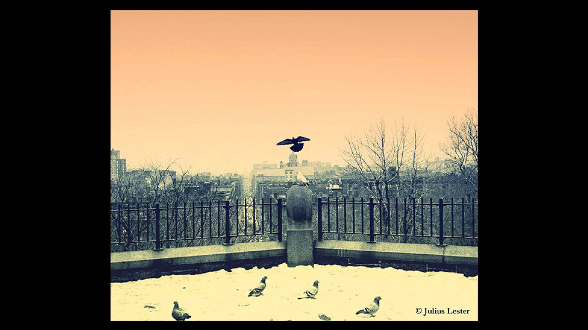 Pigeon, Morningside Heights, New York © Julius Lester only $300