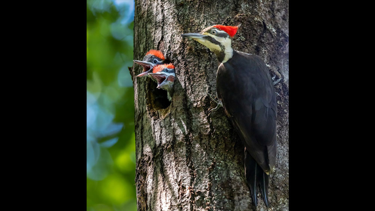 Pileated Family © 2022 Mark Lindhult