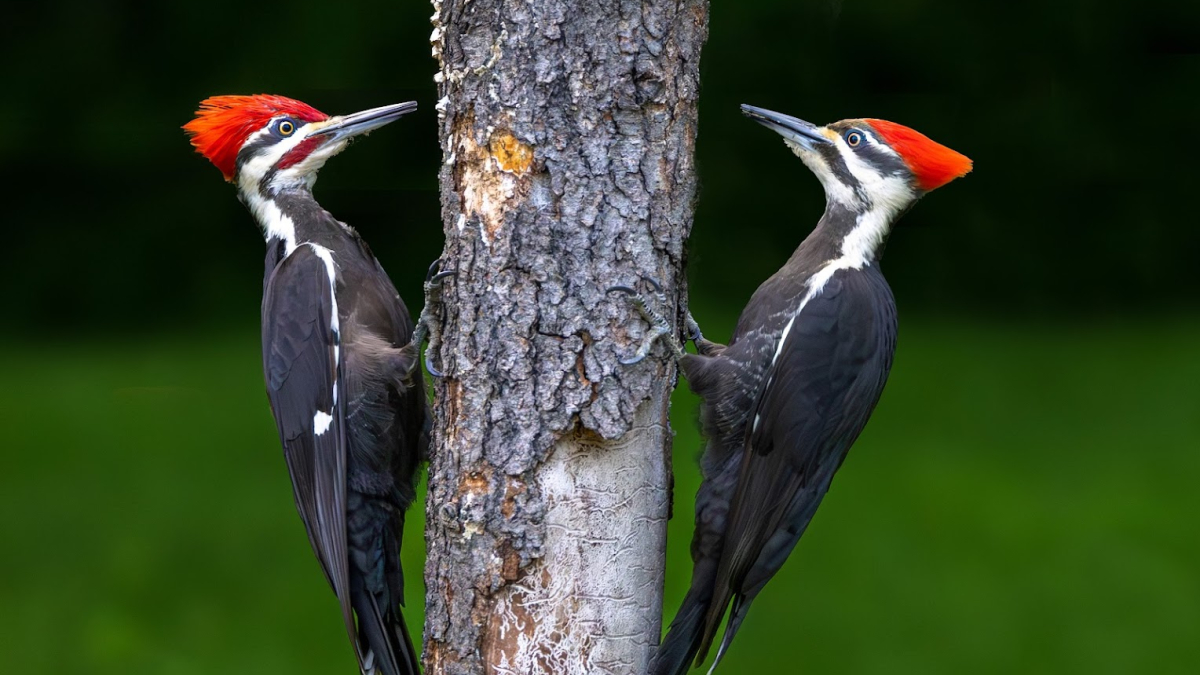 Pileated Woodpecker Pair © 2022 Mark Lindhult