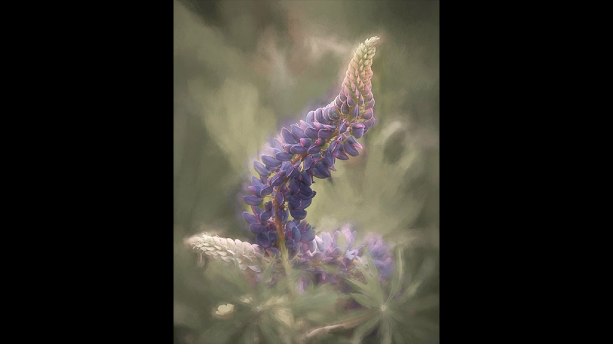 Painted Lupines © Rosemary Polletta