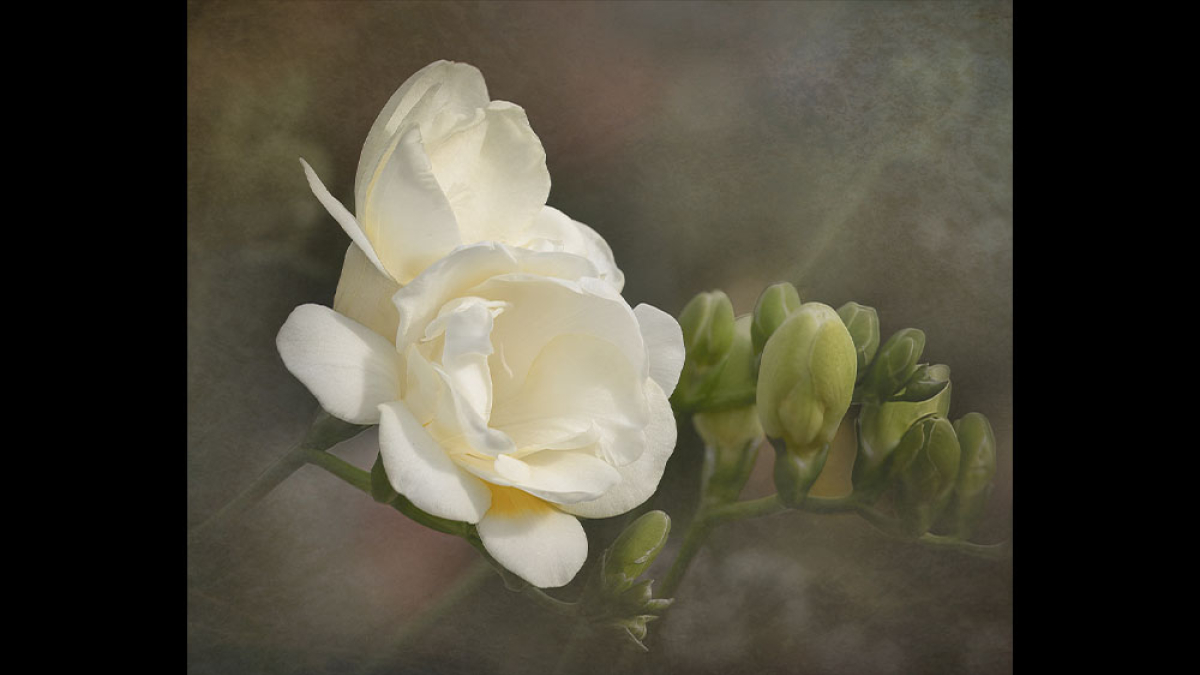 Softness of Spring © Rosemary Polletta
