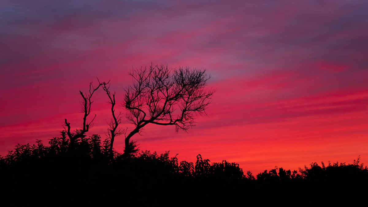 Sunset Silhouette © 2023 Rosemary Polletta