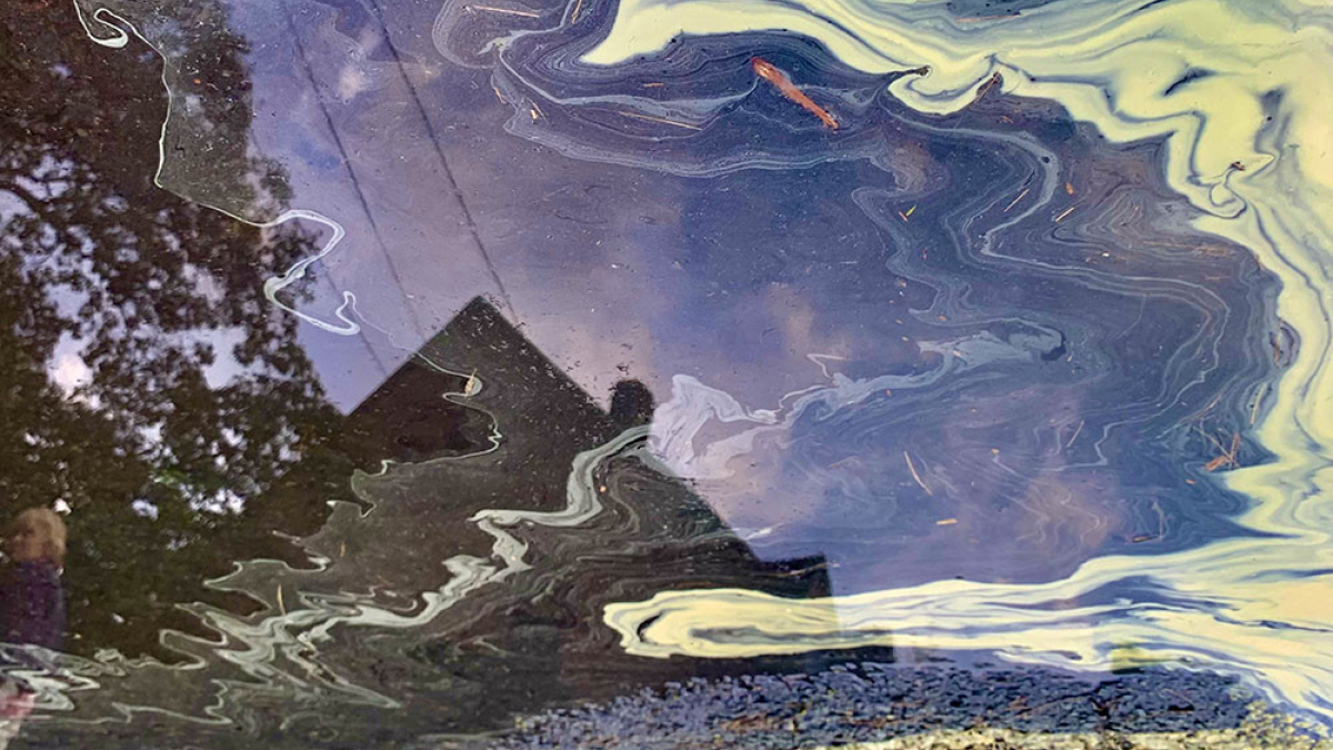 Pollinated Puddle © 2022 Dave Madeloni