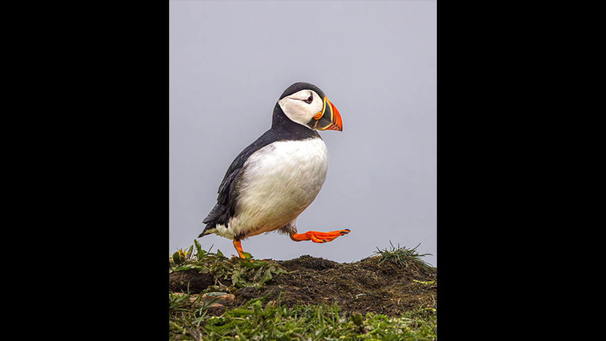 Puffin on Edge © 2022 Mark Lindhult