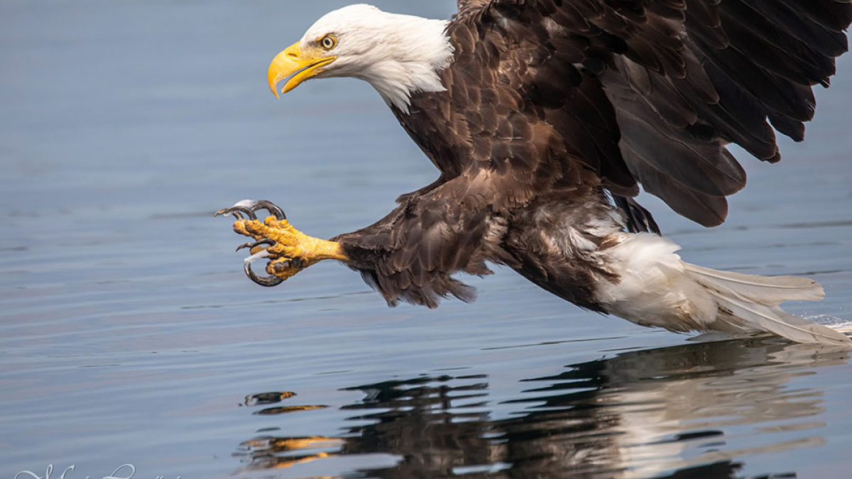 Quabbin Eagle © 2022 Mark Lindhult