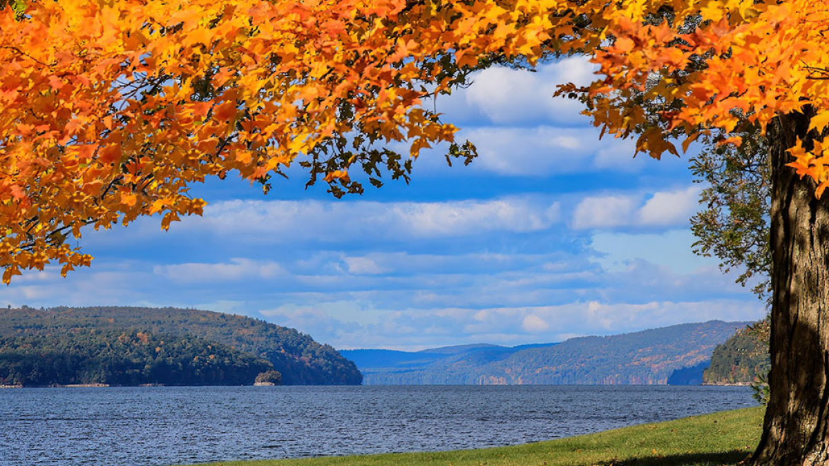 Quabbin Maple © 2022 Mark Lindhult