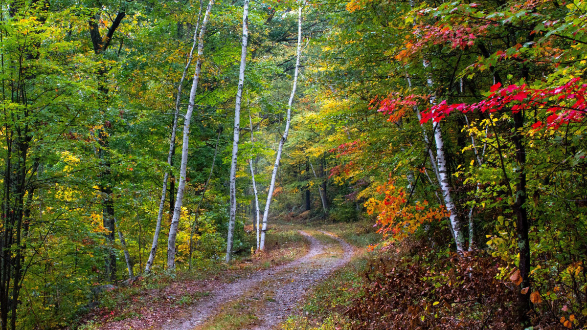 Quabbin Road © 2022 Mark Lindhult
