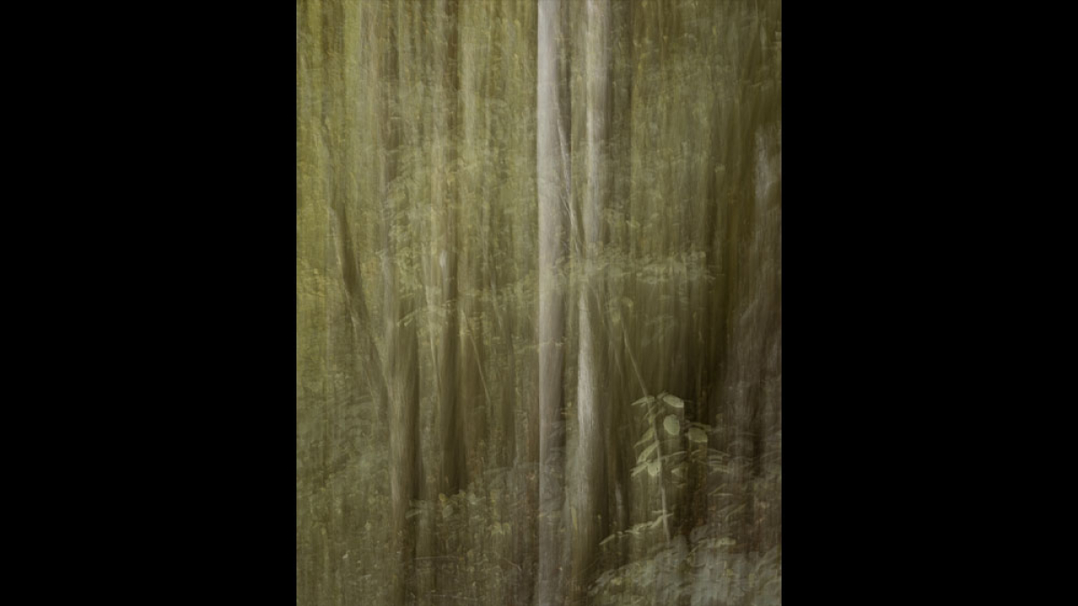 Quivering Trees © Rosemary Polletta