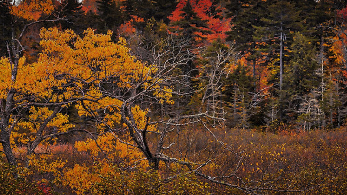 Autumn Landscape © 2021 Jack Grimaldi