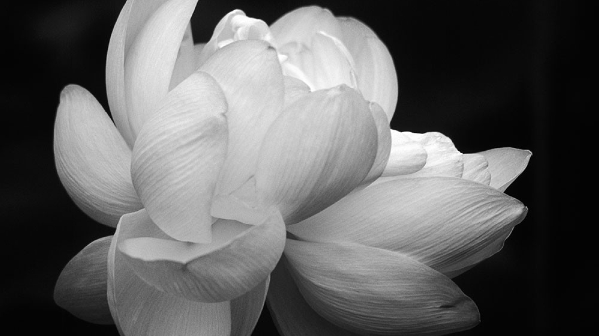 Lotus II © 2004 Robert Floyd