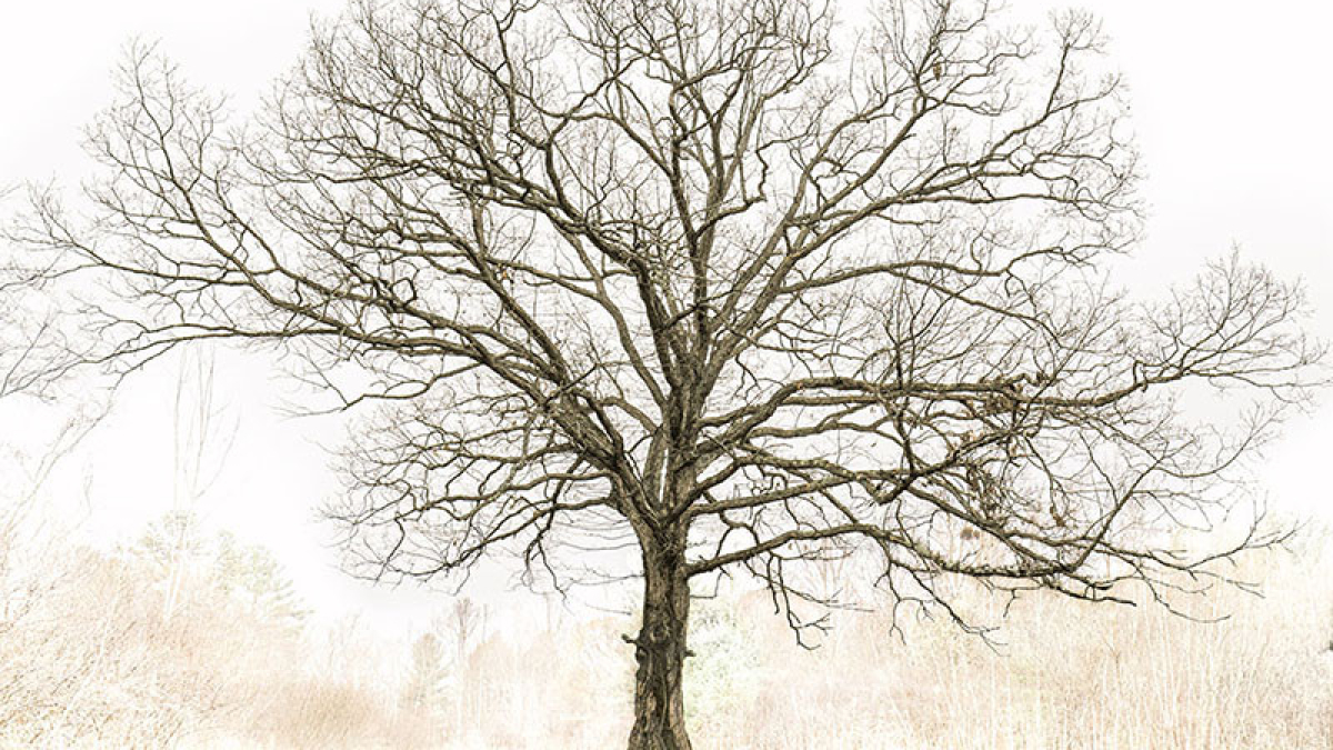 Tree at Wentworth Farm © 2022 Bob Solosko