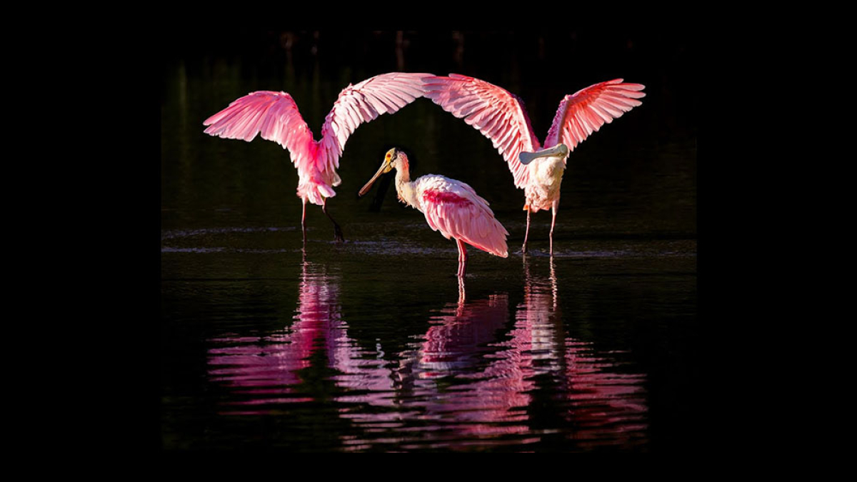 Spoonbill Arch © 2022 Mark Lindhult