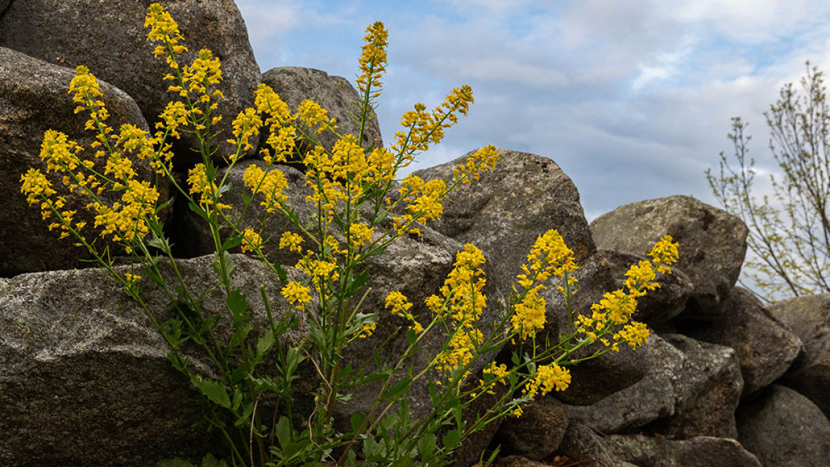 Spring Flowers and Stone Wall © Steve Hilbun
