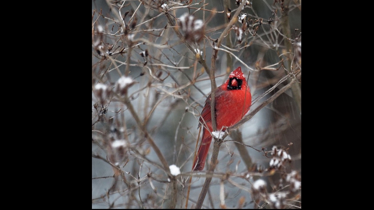 Cardinal in Winter © 2019 Marc St. Onge