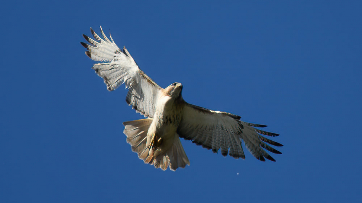 Raptor © 2021 Marc St. Onge