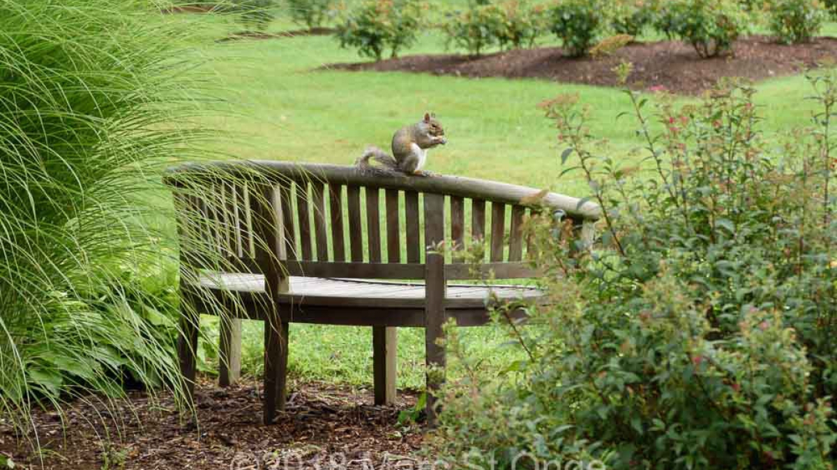 Squirrel, Westfield ©Marc St. Onge, 2018