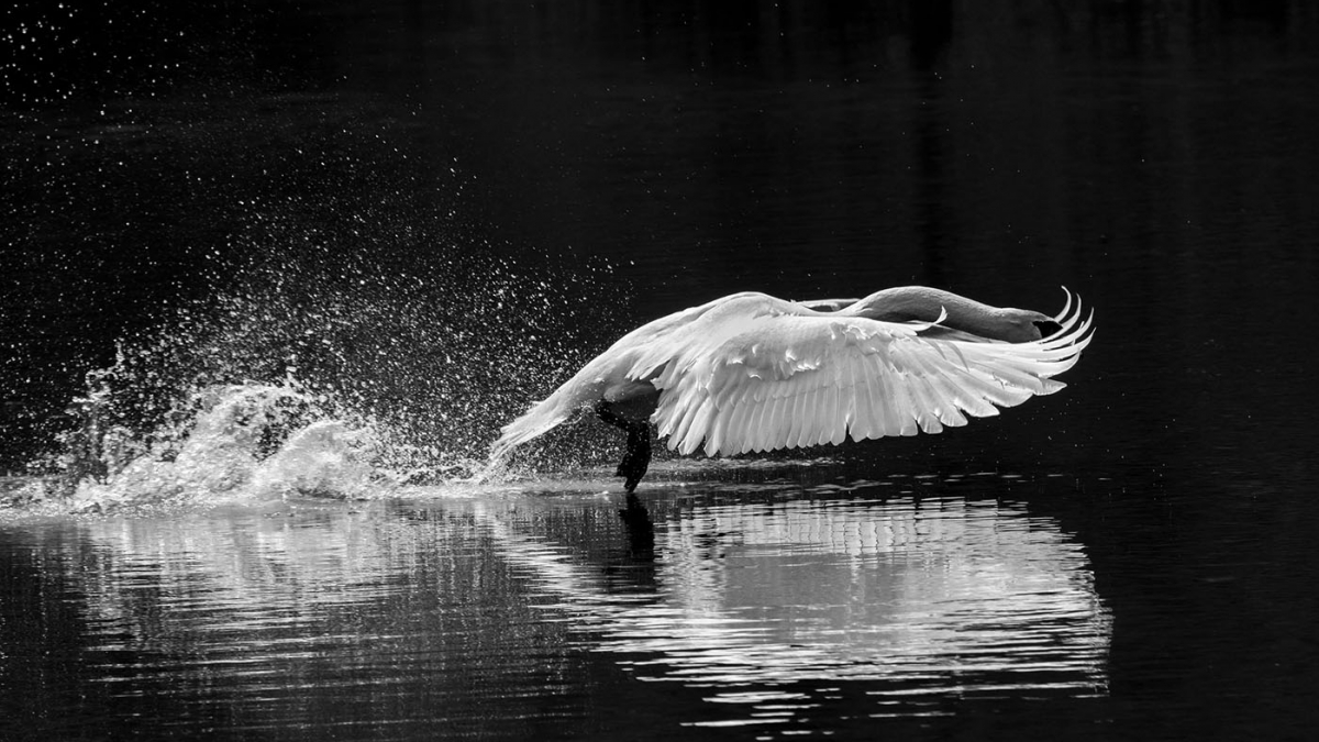 Take To Flight © Gene Suponski, 2018