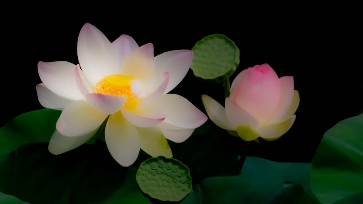 Lotus © MJ Tash