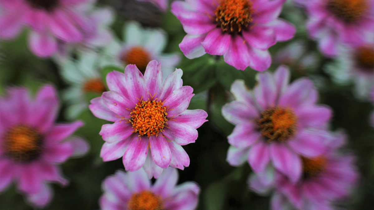 The Color of Joy © 2021 Joe Cyr