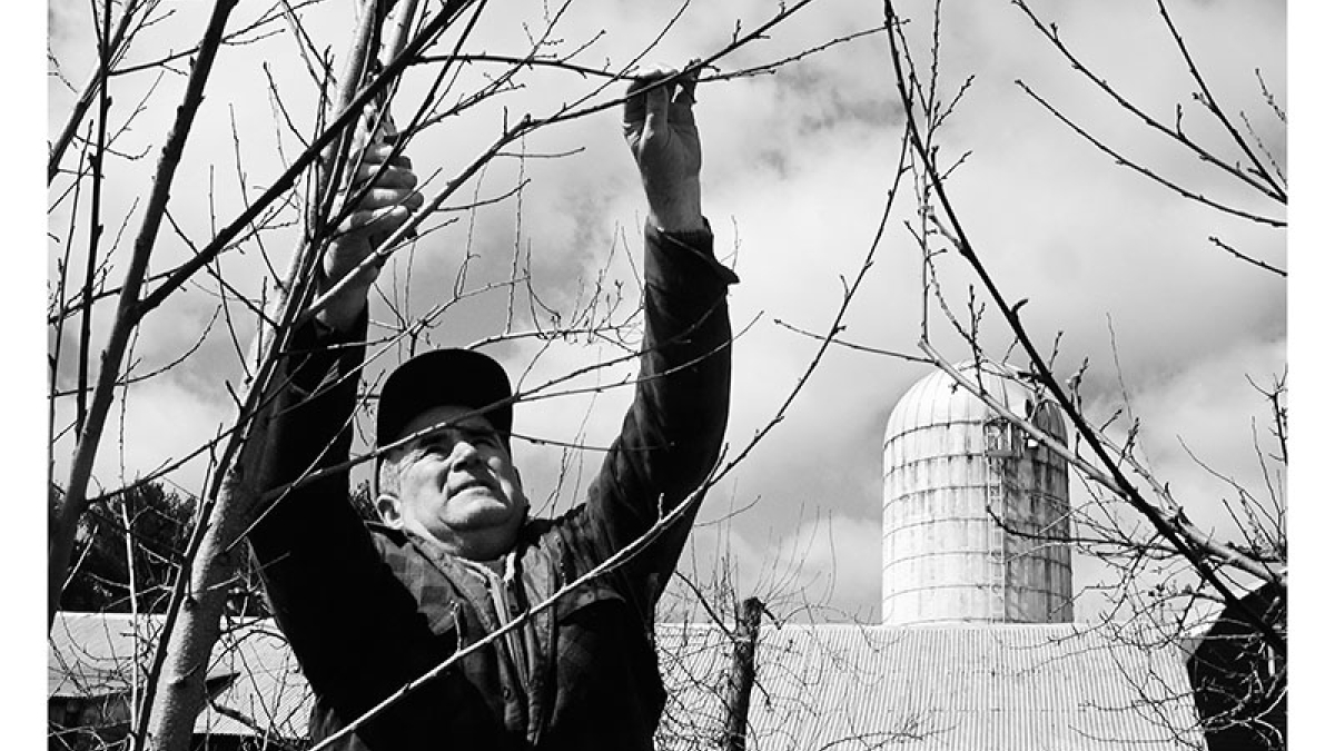 Tom Bashista pruning apples © 2004 Robert Floyd