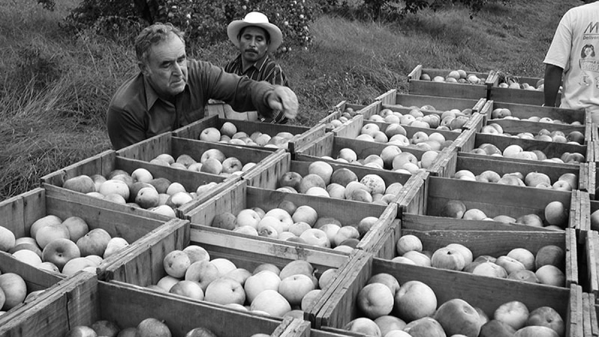 Tom Bashista loading apples 3 © 2004 Robert Floyd