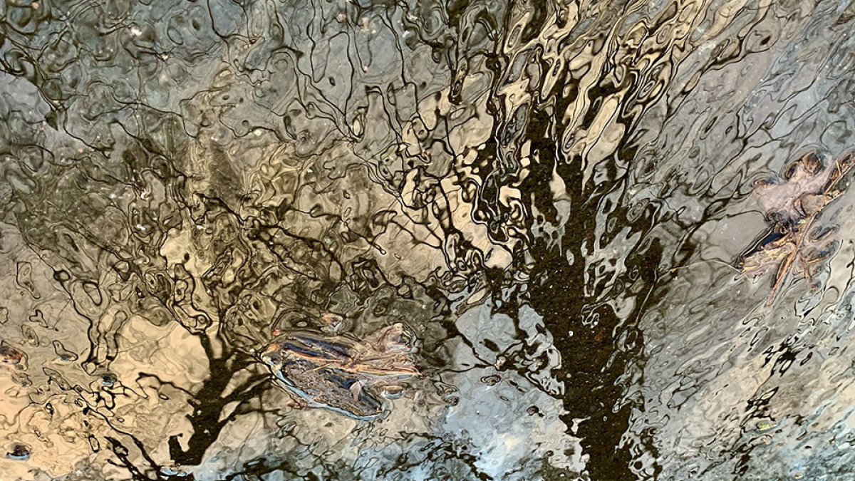 Tree Jubilee © Dave Madeloni