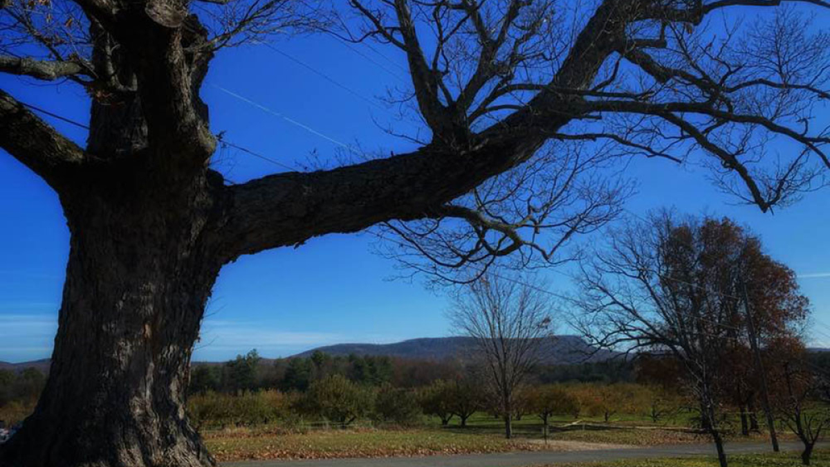 Tree_MT Tom © 2022 Robert Floyd