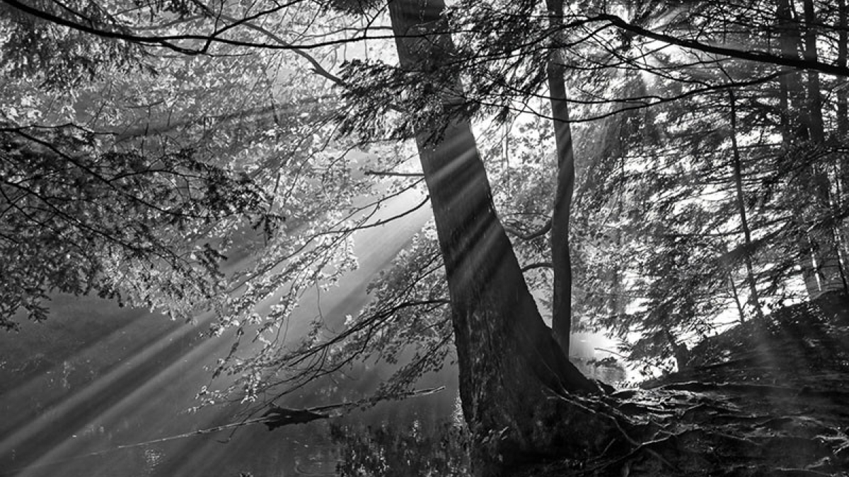 Tree Light © 2021 Marc St. Onge