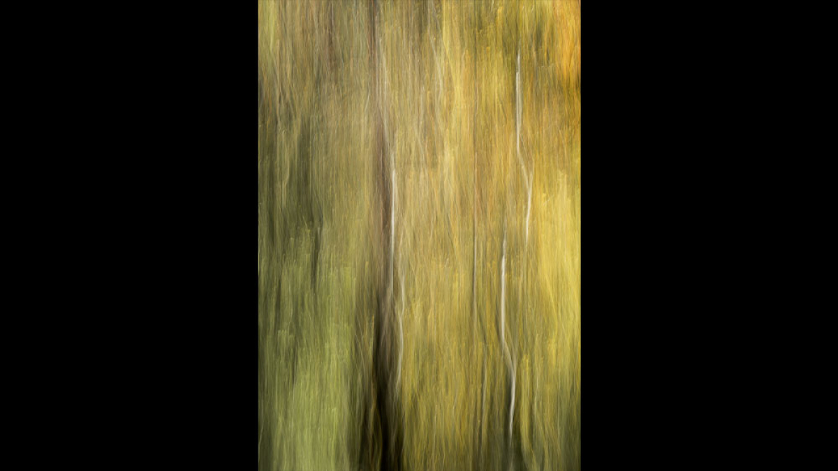 Tree Trunks in Motion © Rosemary Polletta
