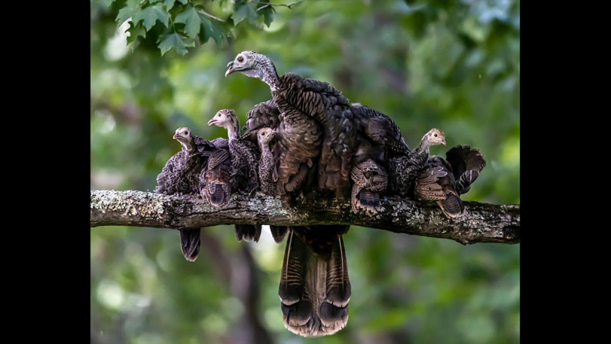 Turkey Family © 2022 Mark Lindhult