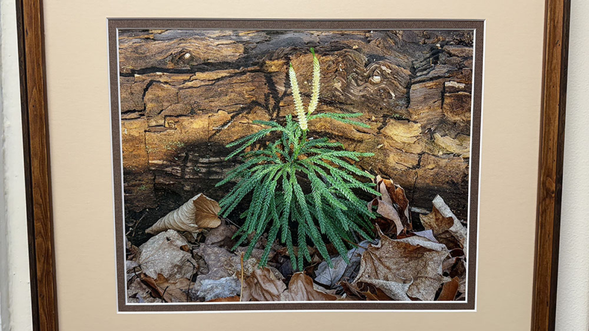 Pnderosa Pine © Vern Wells