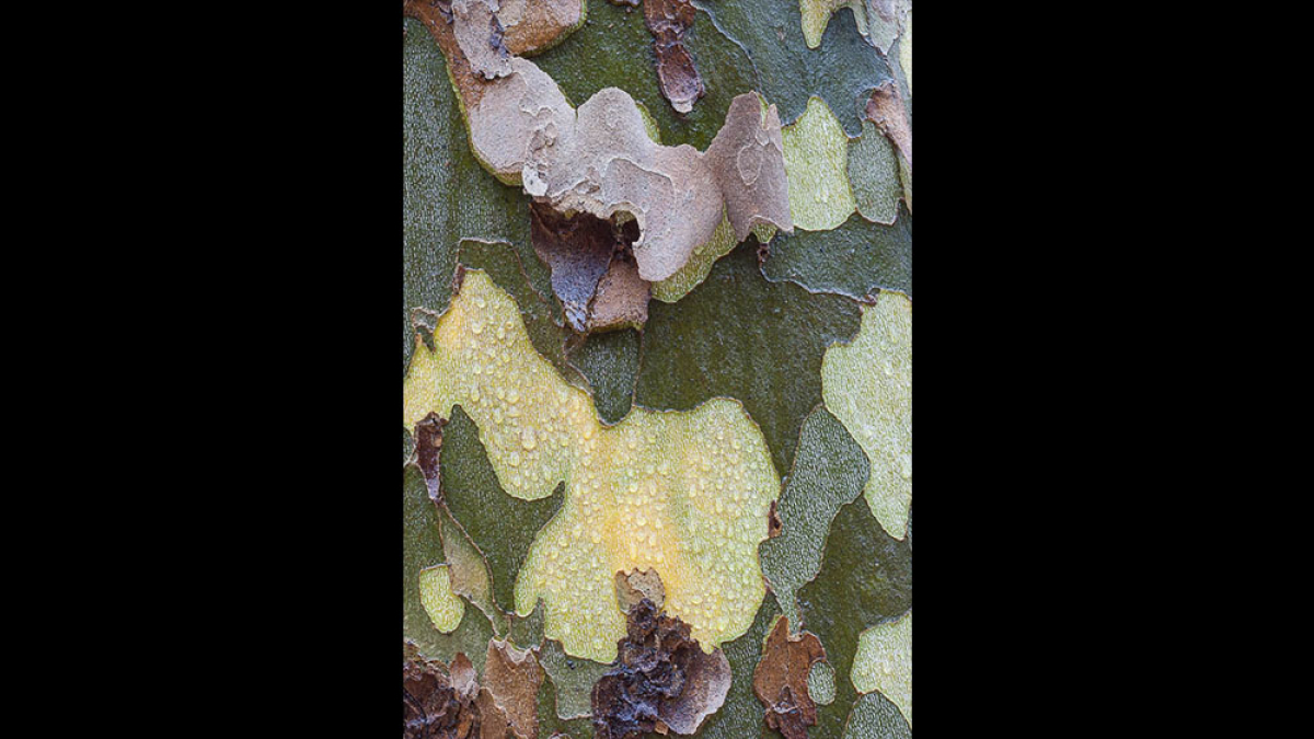 Sycamore Barrk © Vern Wells