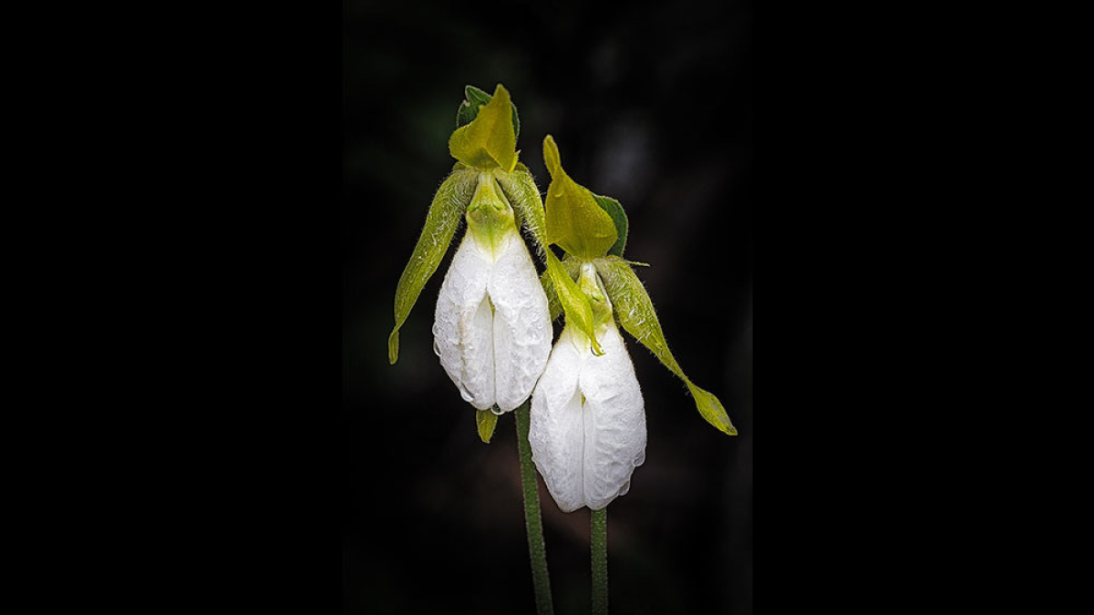 White Lady's Slippers © 2022 Steve Gingold