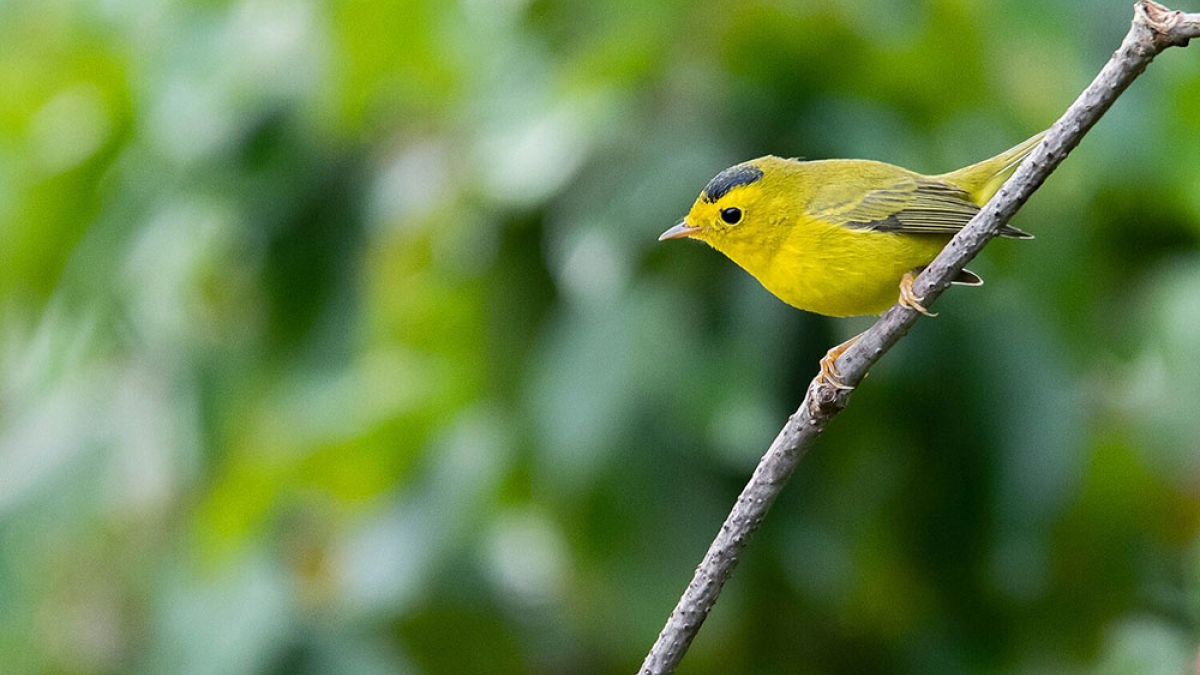 Wilsons Warbler Hunting ©Derek Allard_2018