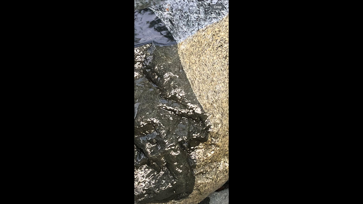 Yin and Yang in Harmony © Debbie Harmony