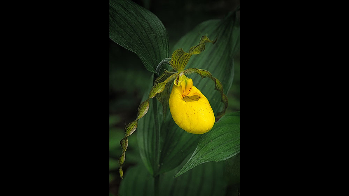 Yellow Lady's Slippers © 2022 Steve Gingold