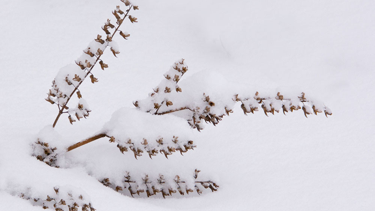 Seedheads with Snow  2018 Robert Floyd