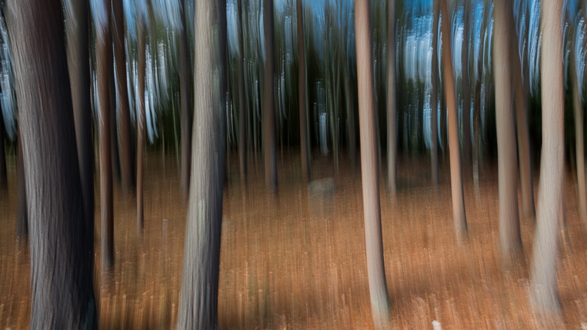 Trees ©Carol Wasserloos, 2018