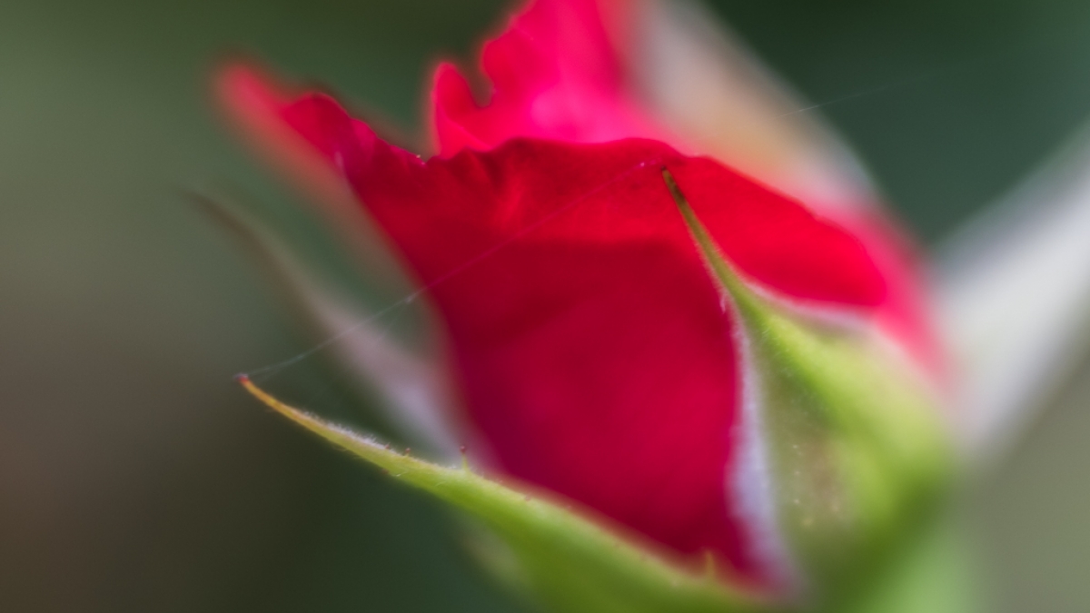 Red ©Carol Wasserloos, 2018