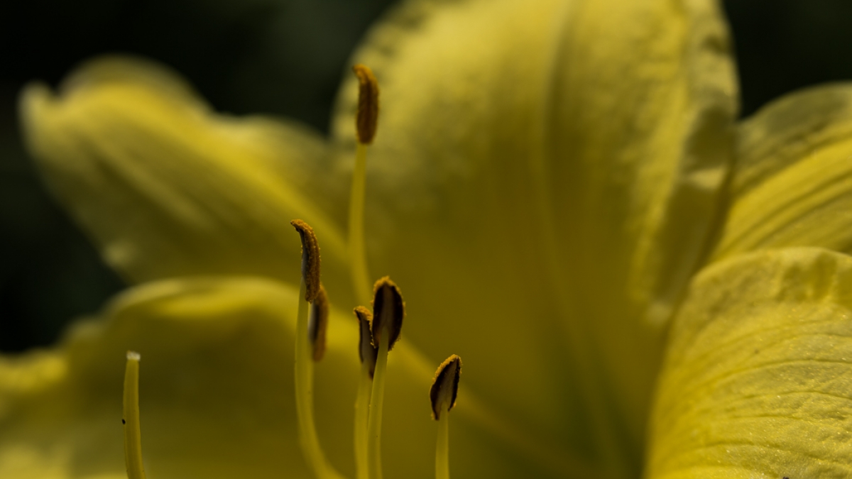 Yellow ©Carol Wasserloos, 2018