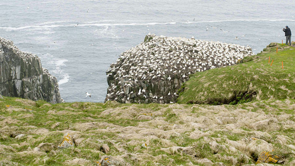 Cape St. Mary's Ecological Reserve © Robert Floyd