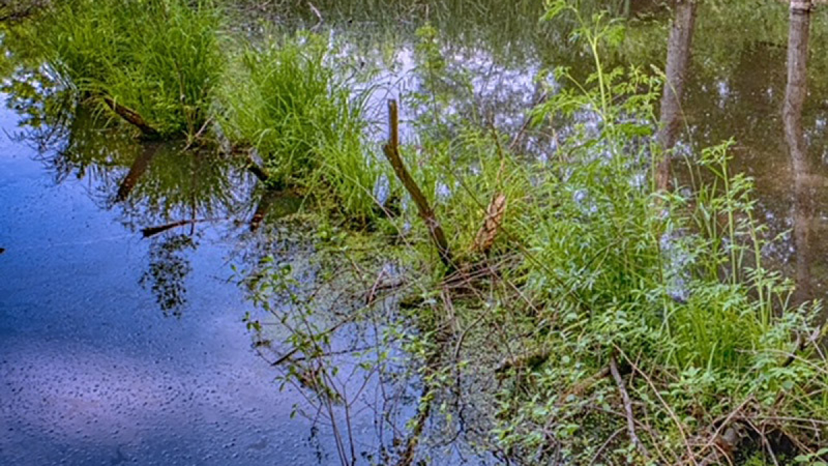 Silvio O. Conte © 2022 Patricia Crutchfield