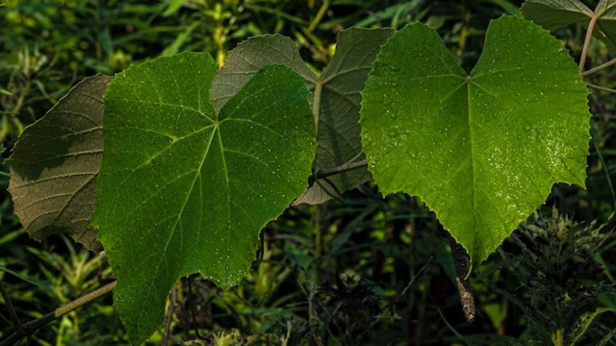 Twin Leaves at Amethyst Brook © 2022 Pat Crutchfield
