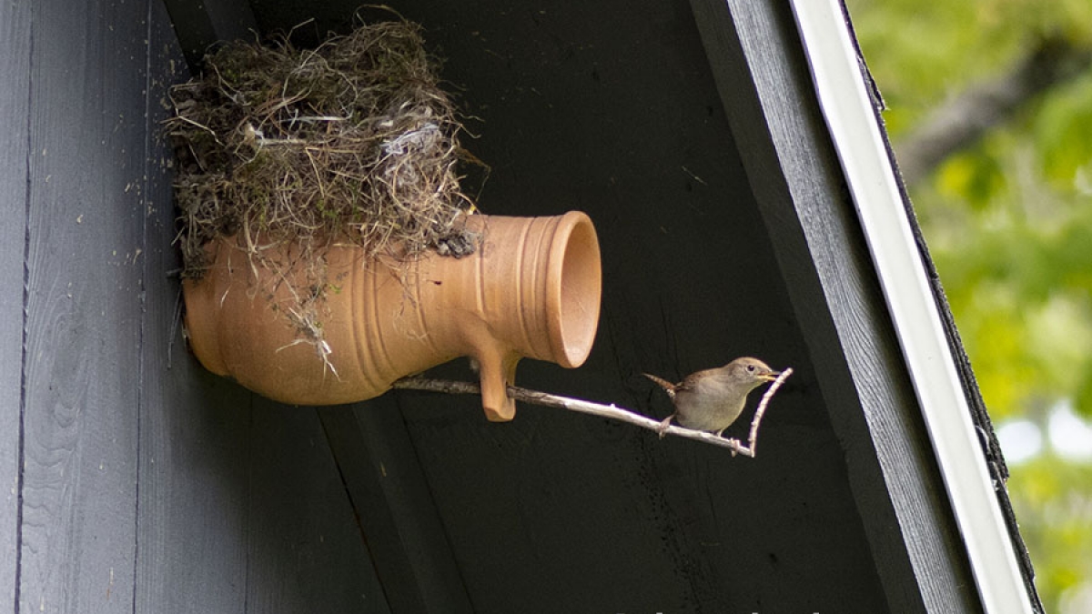 Two Nests © 2020 Robert Floyd