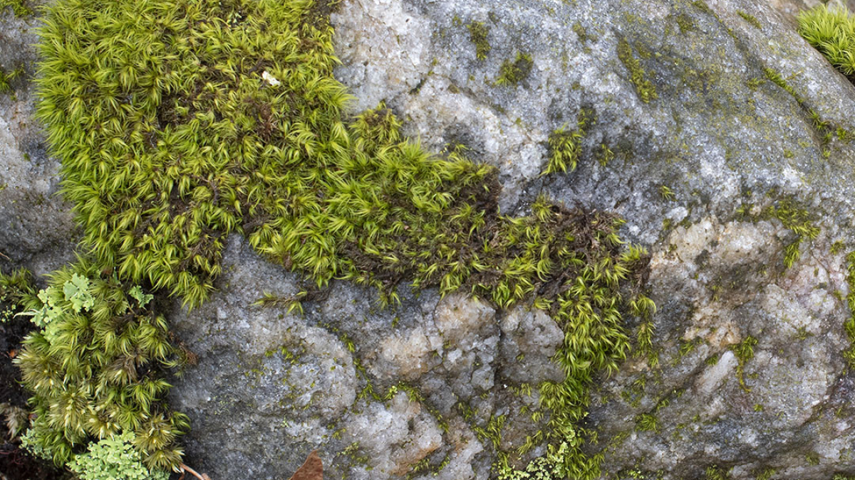 Jabish Brook © 2022 Robert Floyd