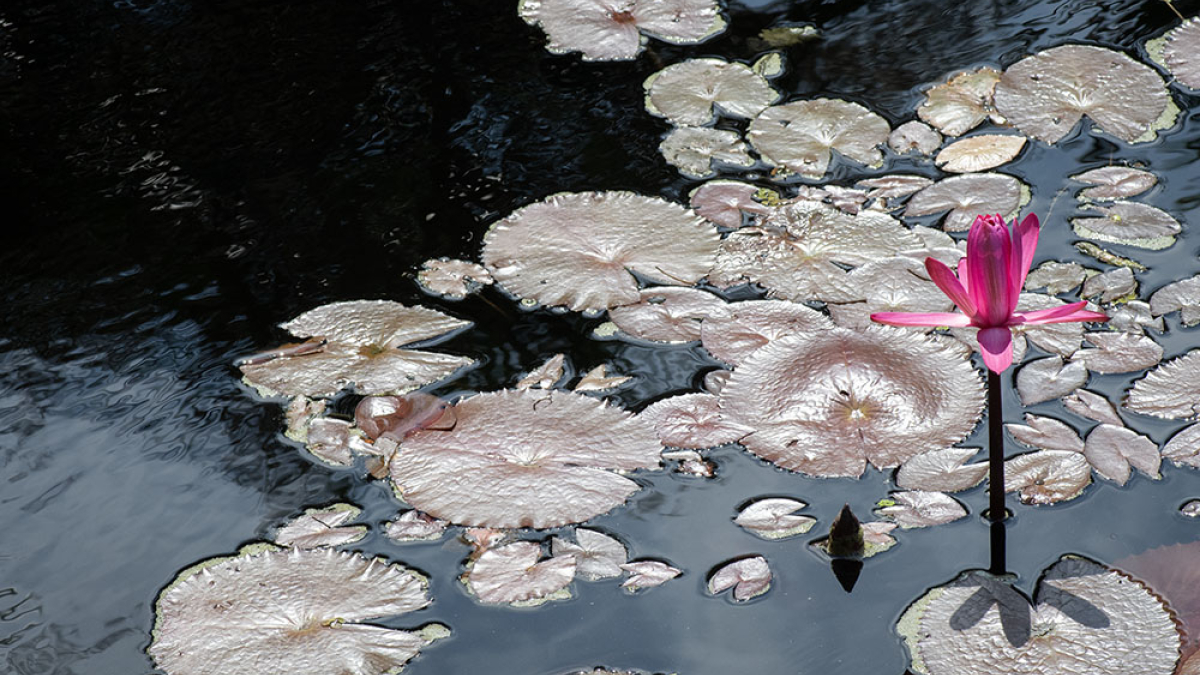 Botanical Gardens © 2022 Robert Floyd