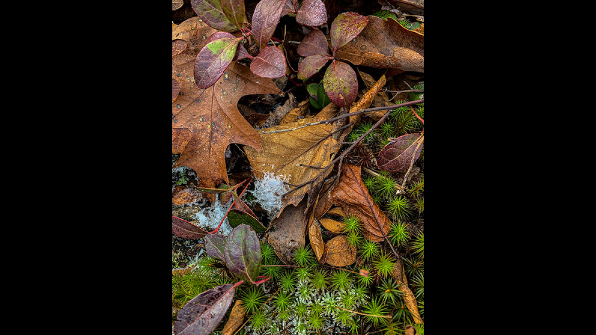 first frost © 2023 Dan Milberg