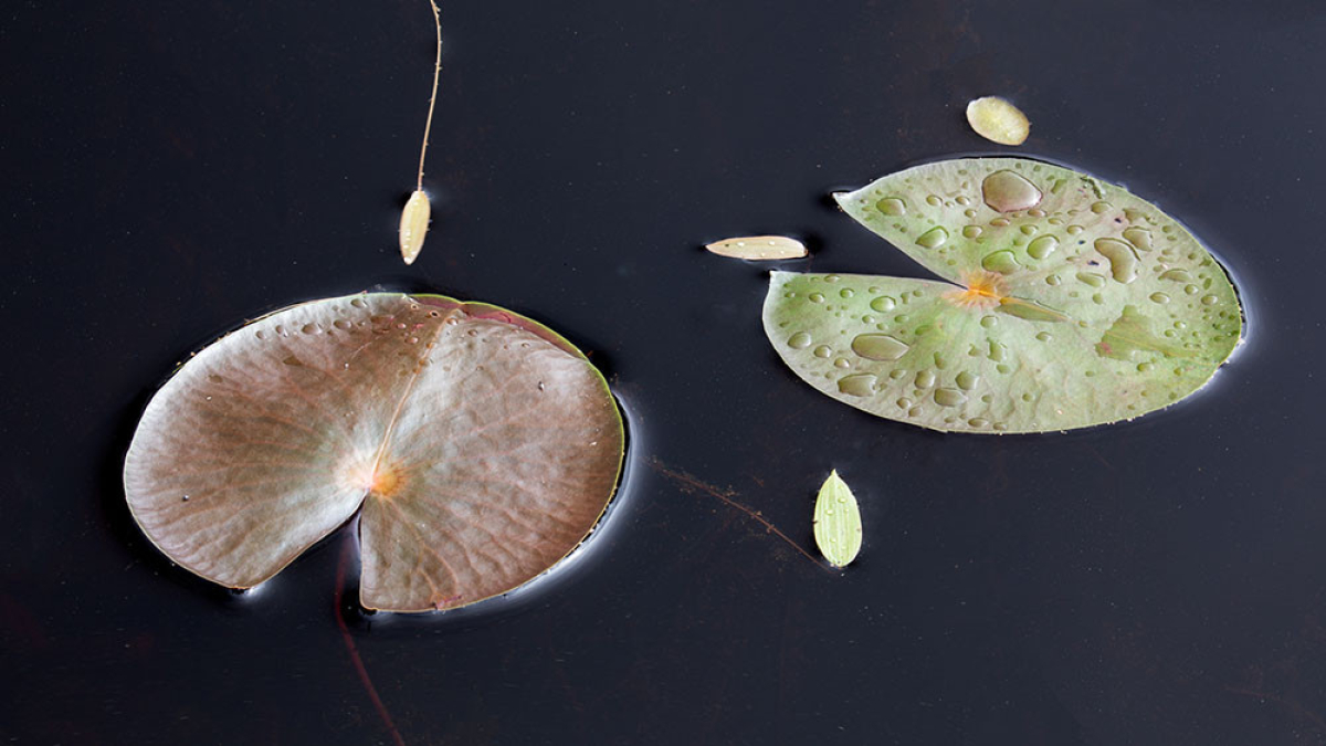 Water Lillies as Pacman © 2022 Steve Gingold