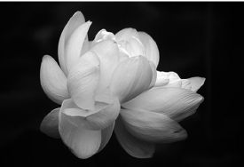 photo for The journey to creativity