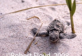 photo for Everything but the truth in photographs…